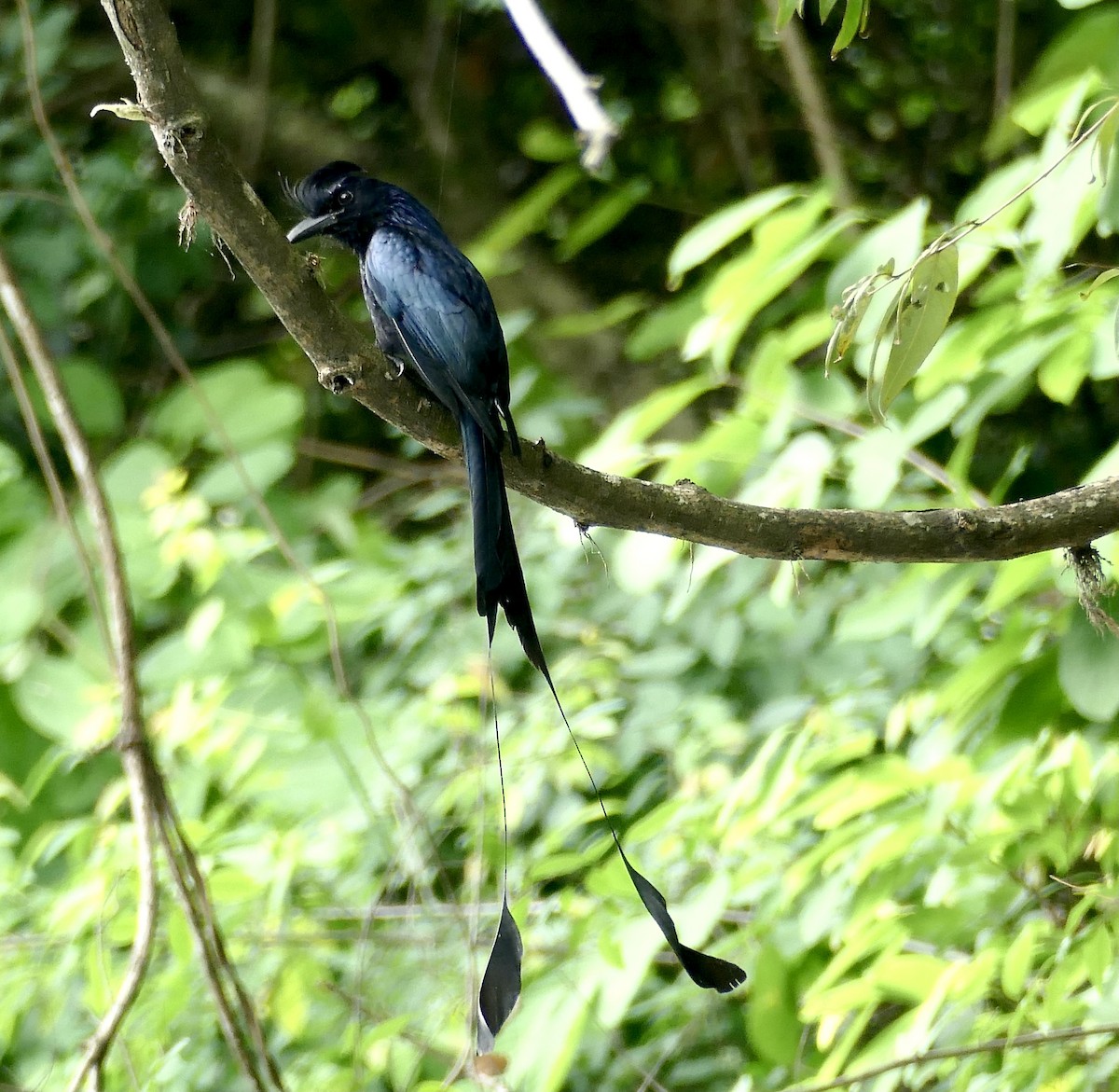Greater Racket-tailed Drongo - ML580429561