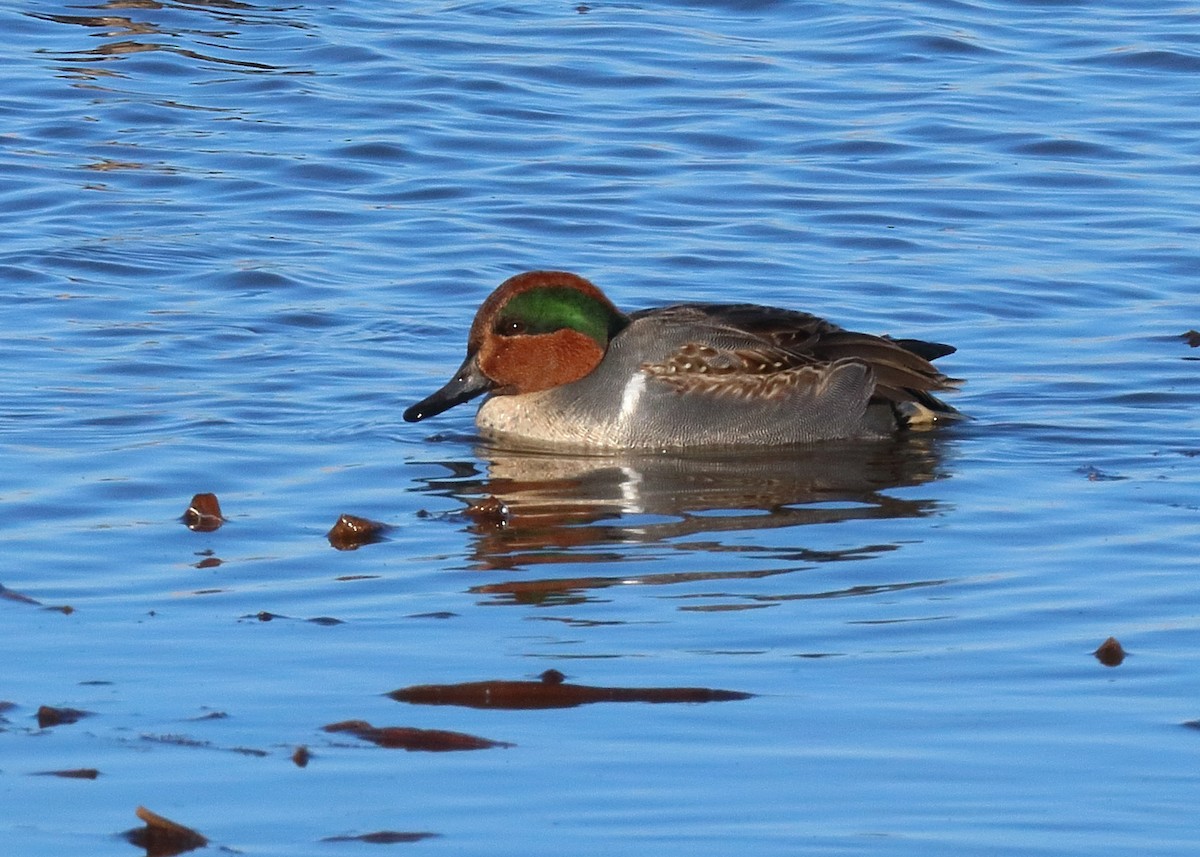 Green-winged Teal - ML580430291