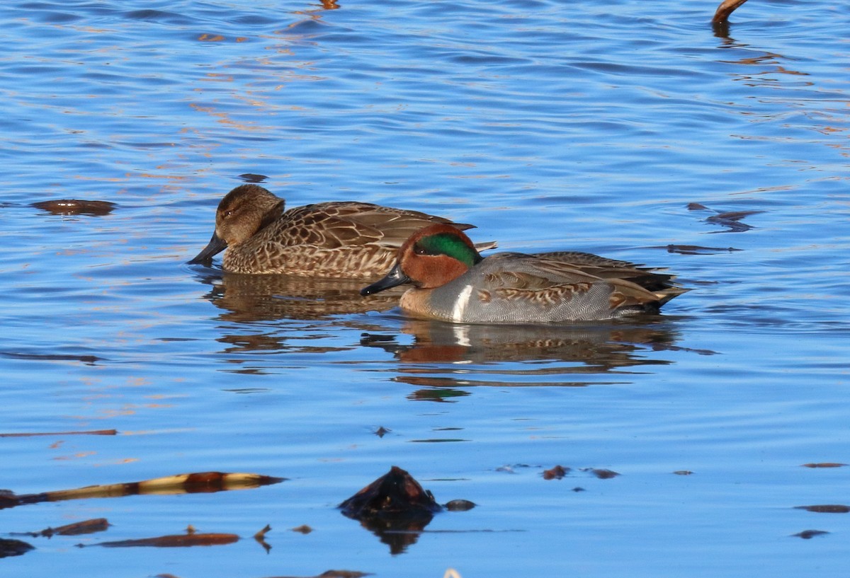 Green-winged Teal - ML580430331