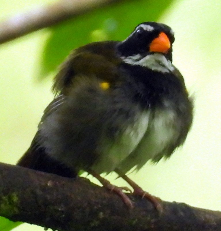 Orange-billed Sparrow - ML580430421
