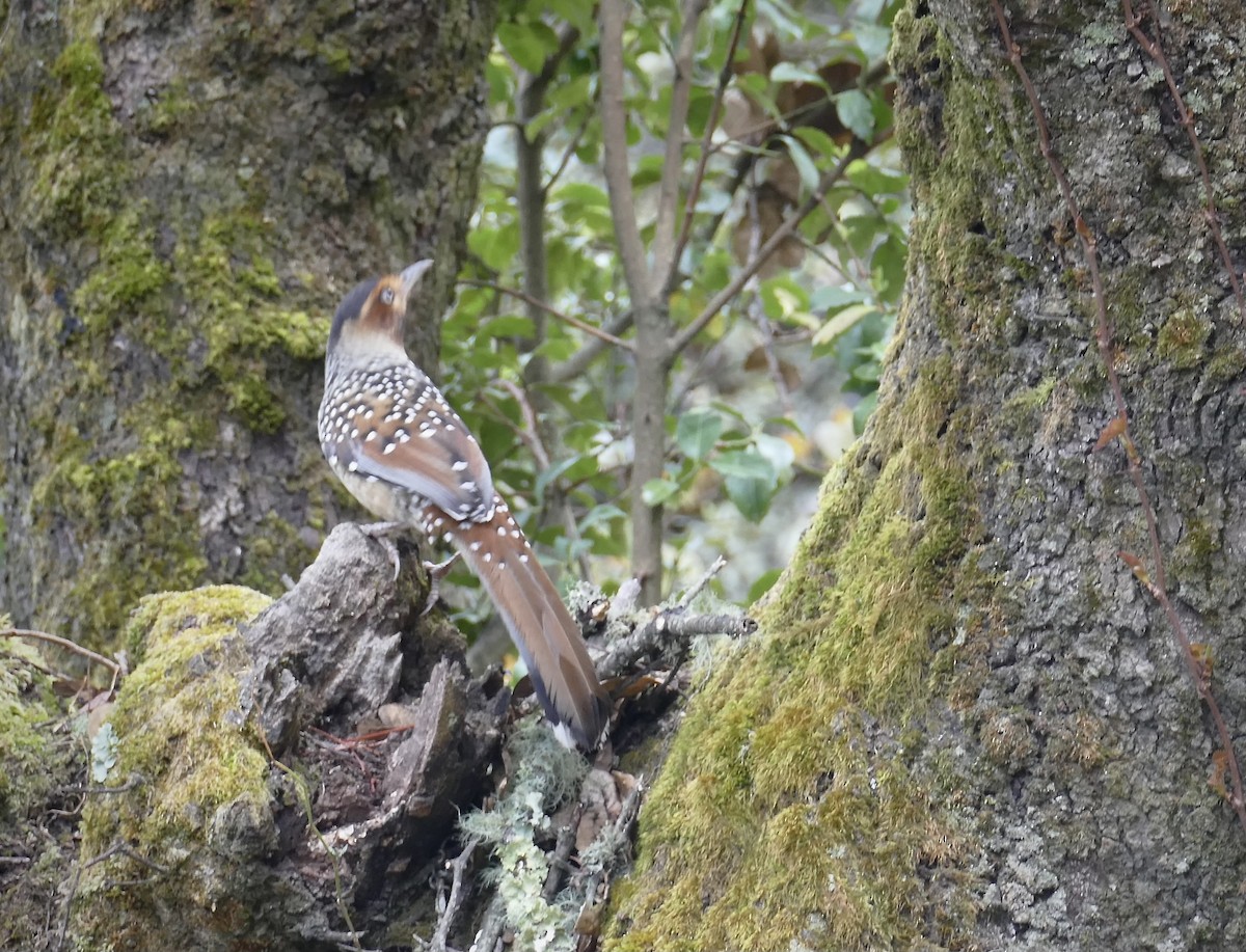 Spotted Laughingthrush - ML580432141