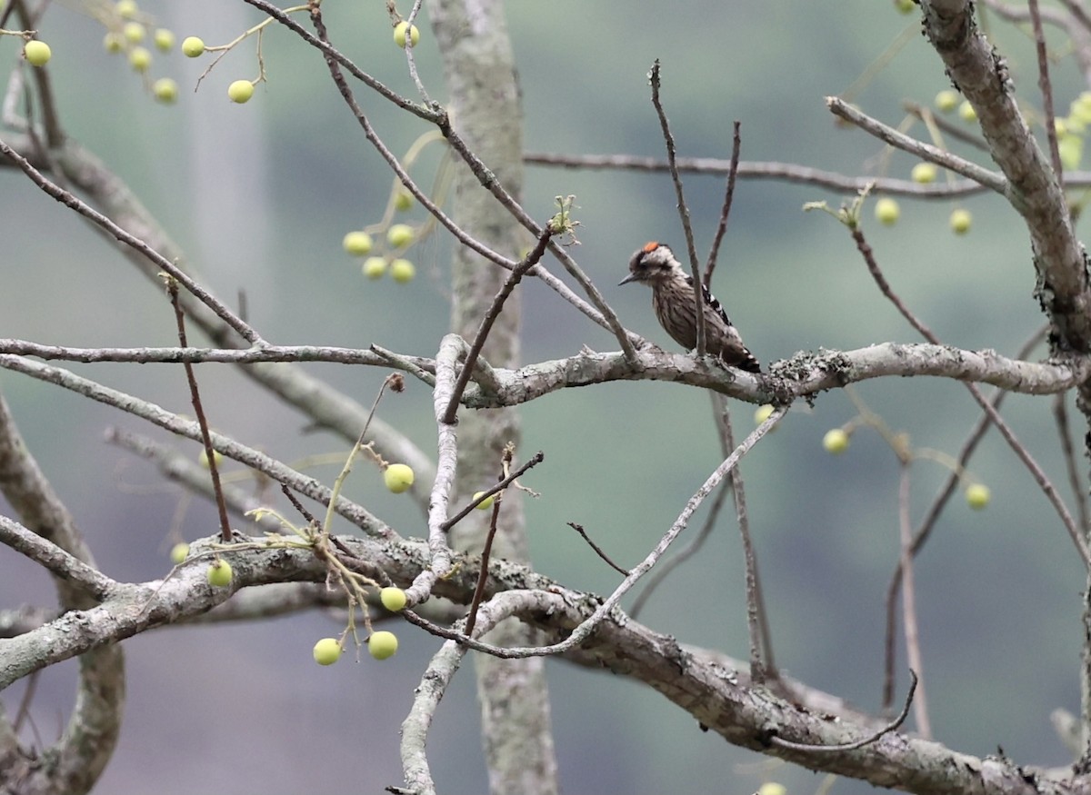 Gray-capped Pygmy Woodpecker - ML580434911