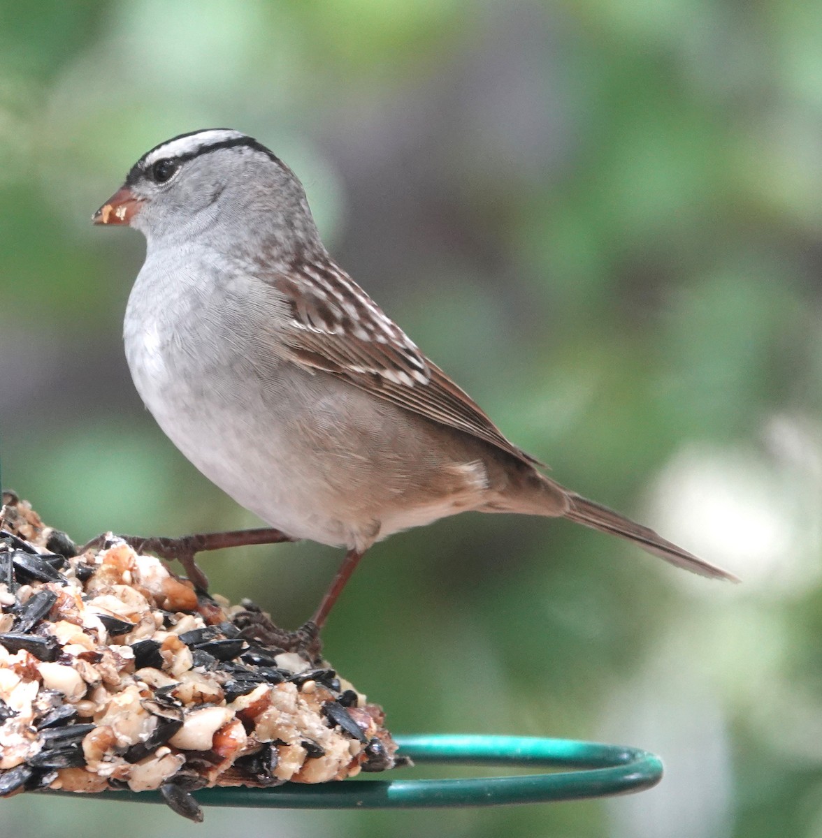 White-crowned Sparrow (Dark-lored) - ML580437081