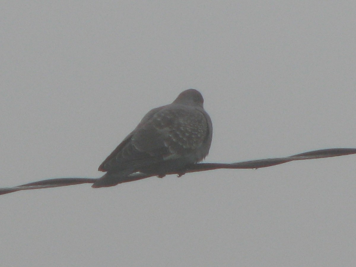 Spot-winged Pigeon (albipennis) - ML580441071