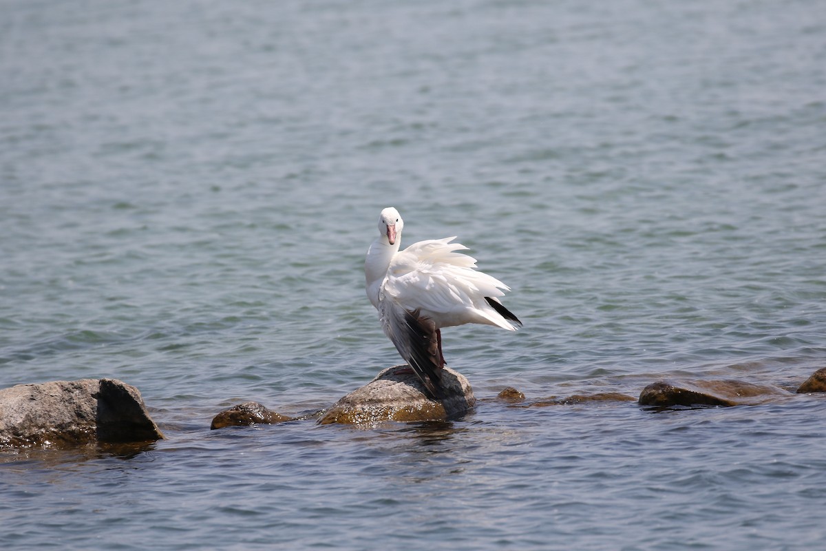 ebird-checklist-2-jun-2023-canandaigua-lake-city-pier-8-species