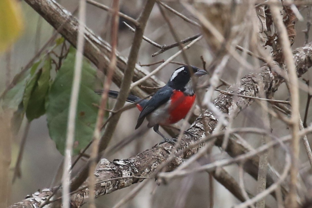 Red-breasted Chat - ML580443801