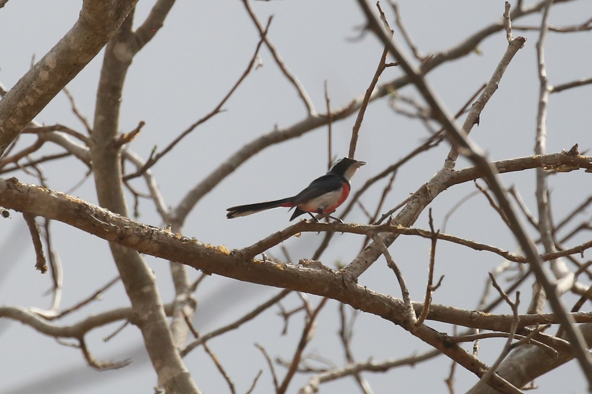 Red-breasted Chat - ML580443841