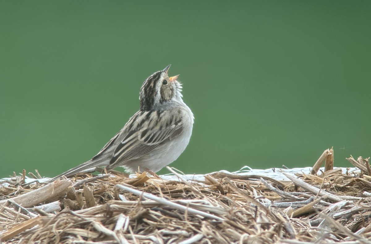 Clay-colored Sparrow - ML580444771