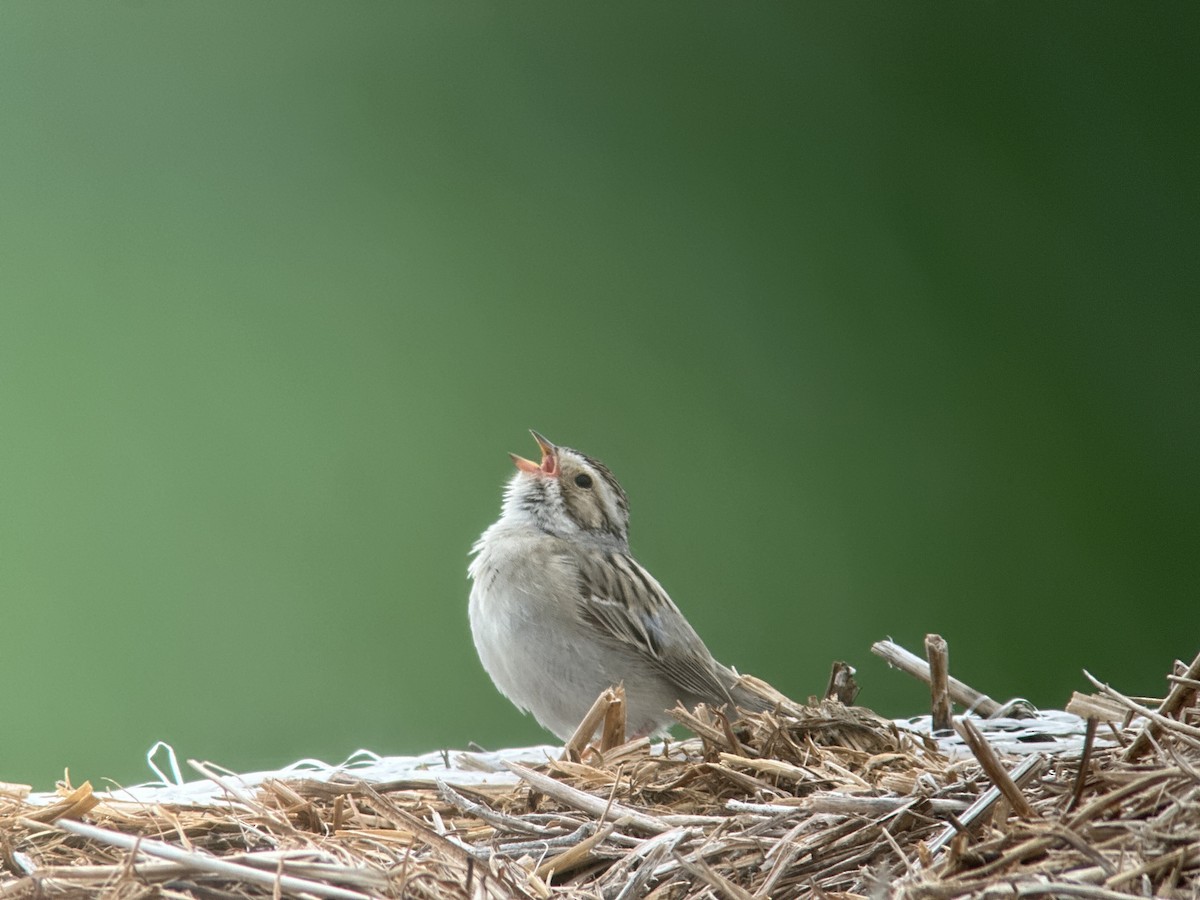 Clay-colored Sparrow - ML580444781