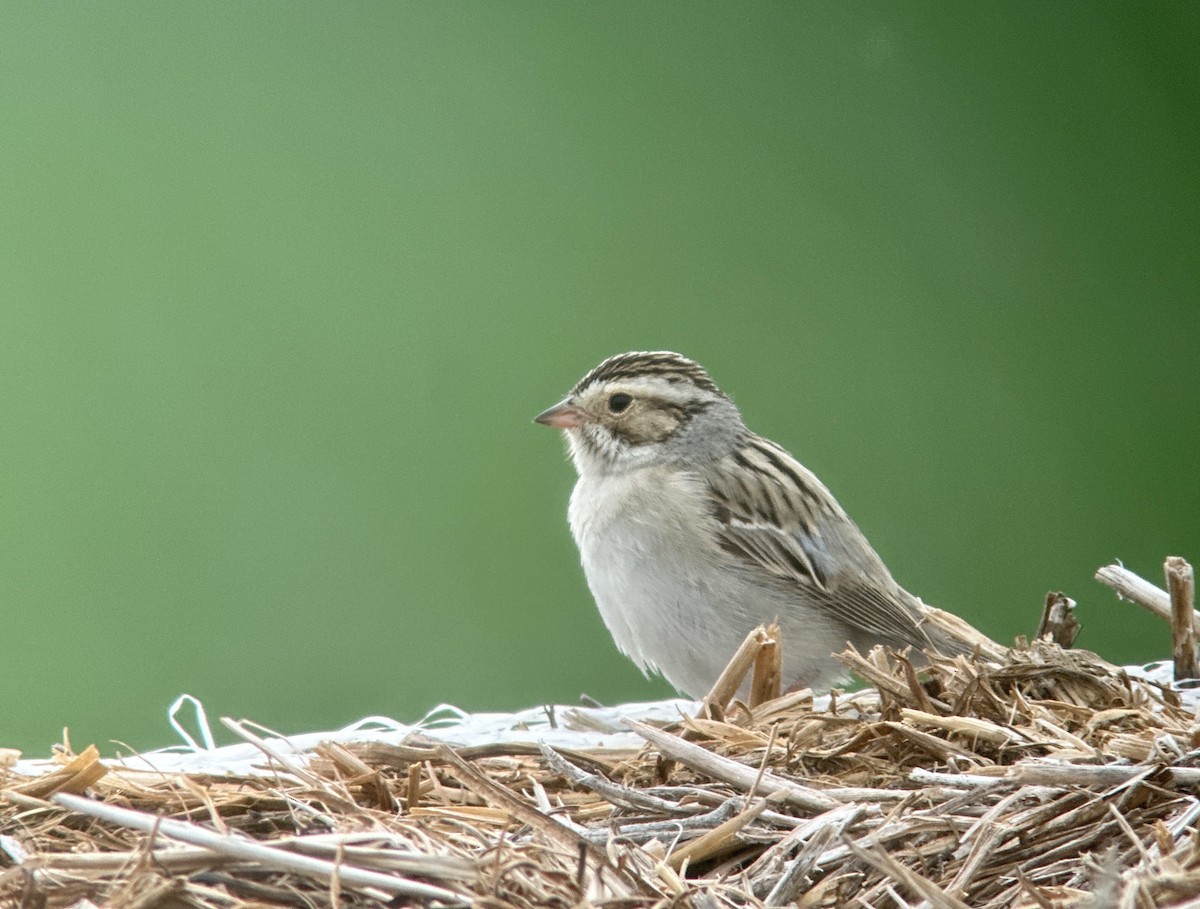 Clay-colored Sparrow - ML580444791