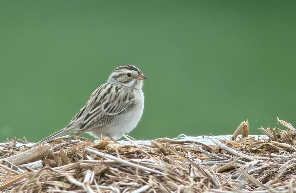 Clay-colored Sparrow - ML580444801