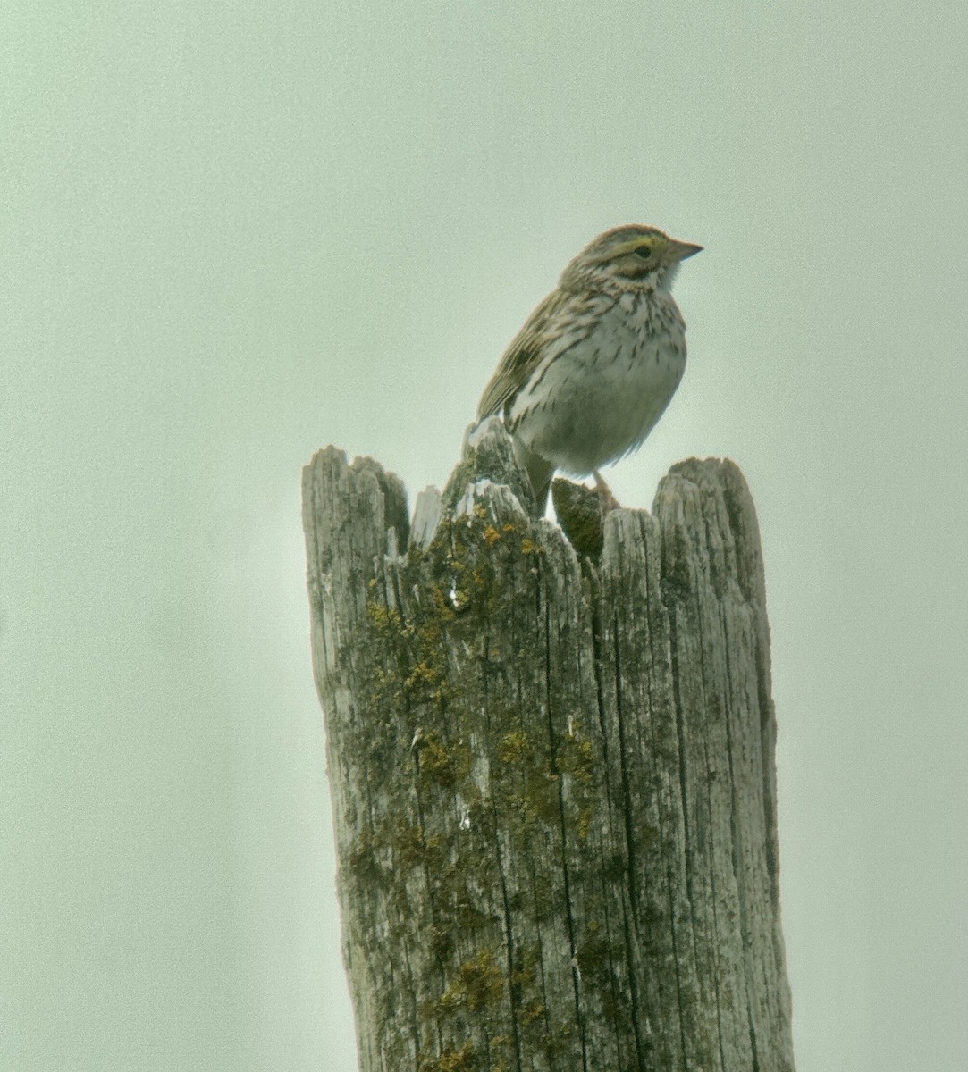 Savannah Sparrow - ML580444841