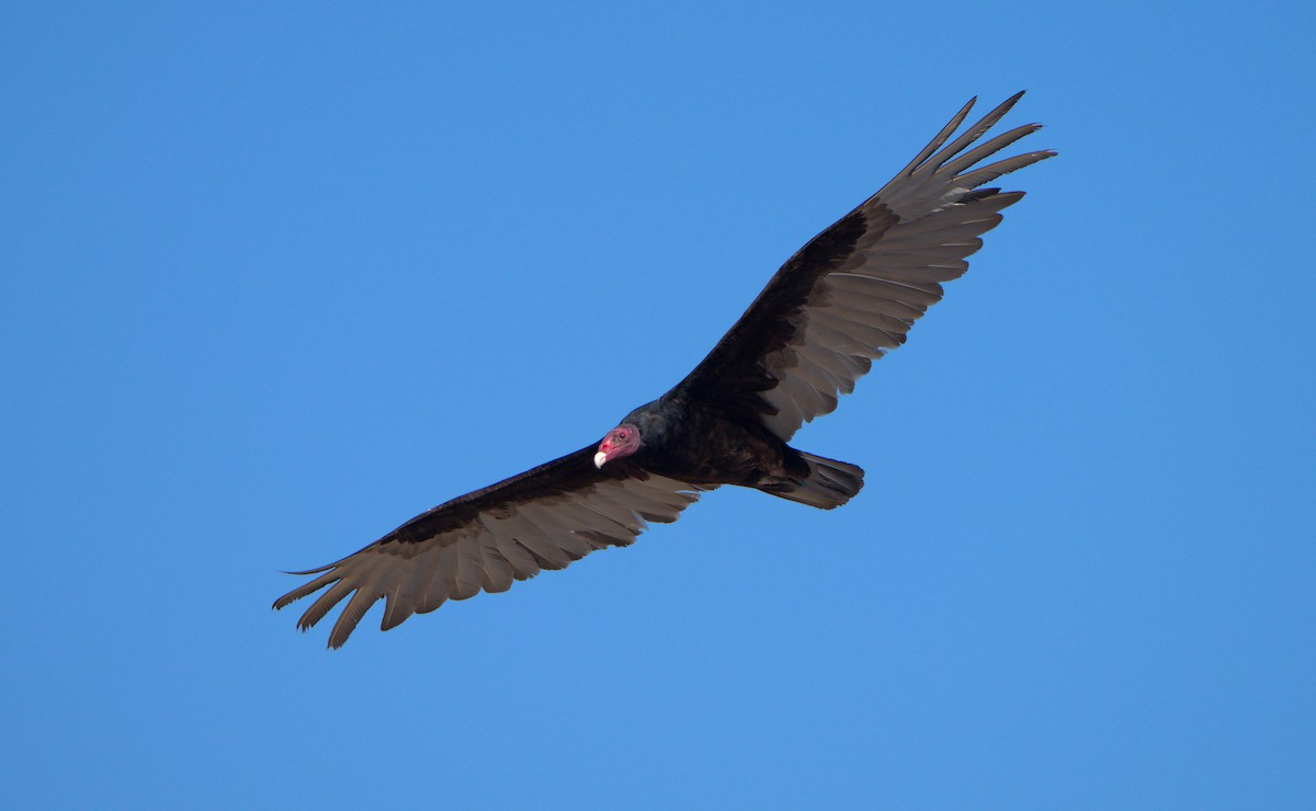 Turkey Vulture - ML580444971