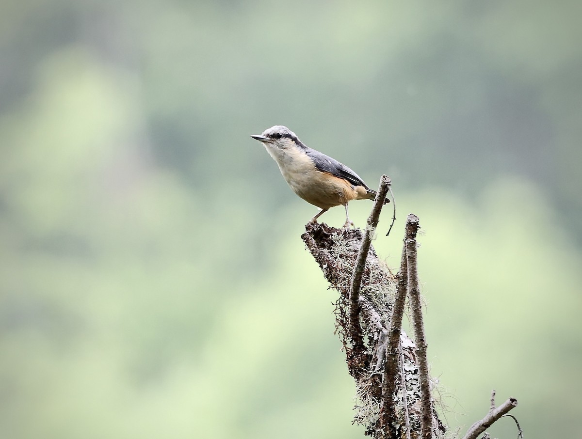 White-tailed Nuthatch - ML580447791