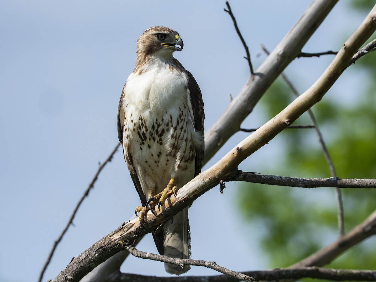 Red-tailed Hawk - ML580454081