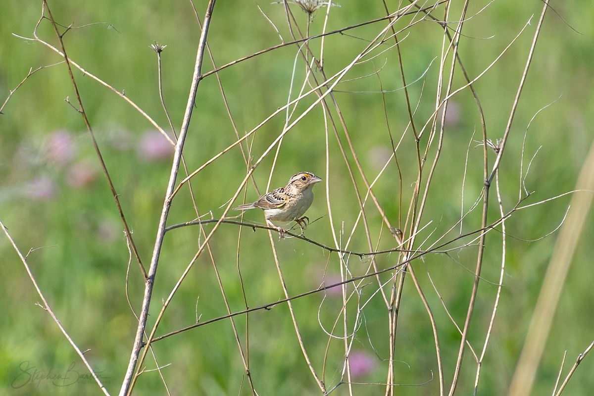 Grasshopper Sparrow - ML580458321