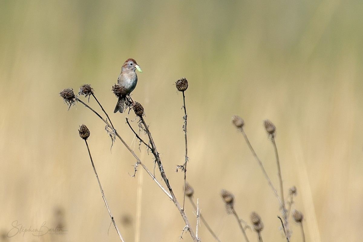 Field Sparrow - ML580458361