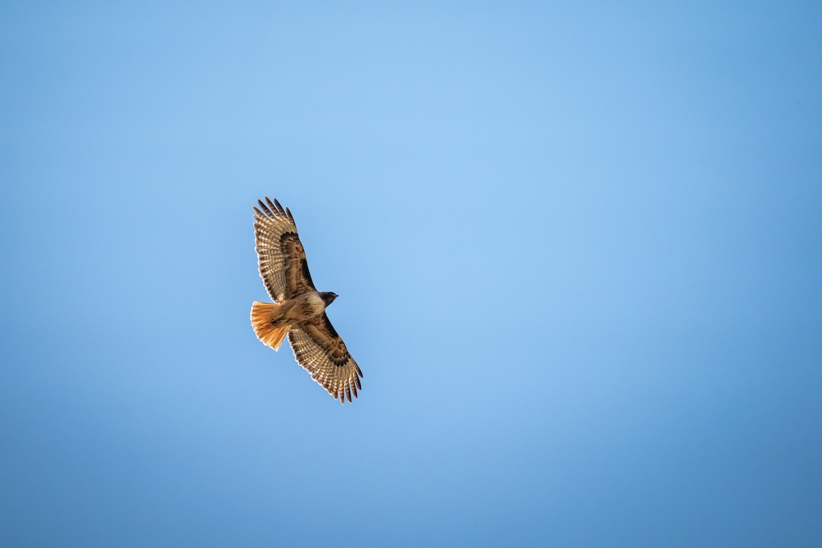 Red-tailed Hawk - ML580460041