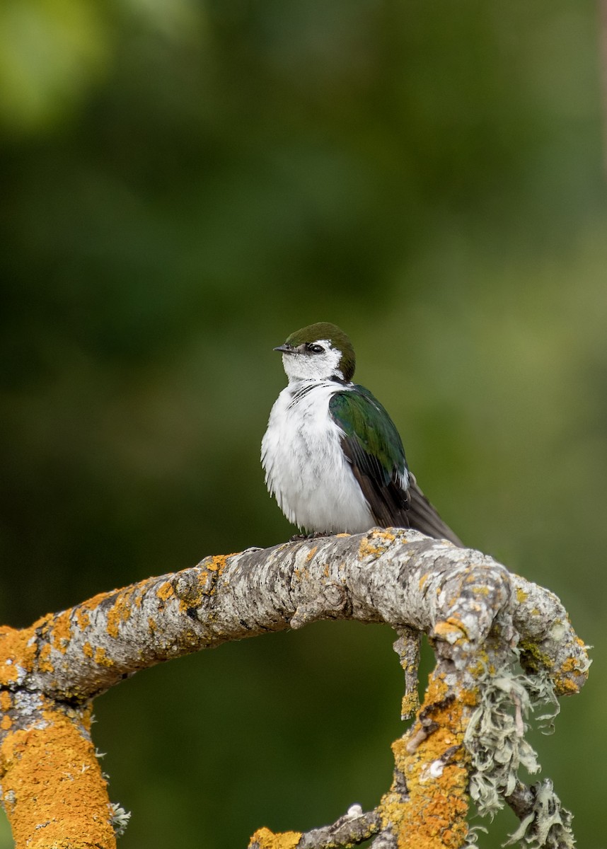 Violet-green Swallow - ML580461131