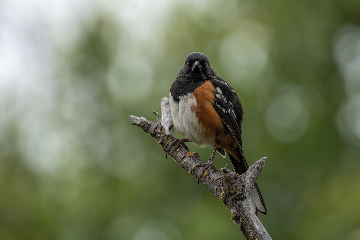 Spotted Towhee - ML580461191