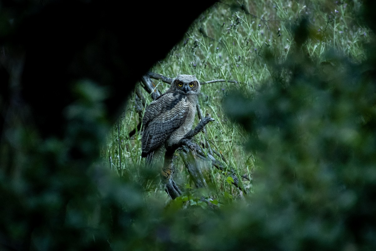 Great Horned Owl - ML580462311