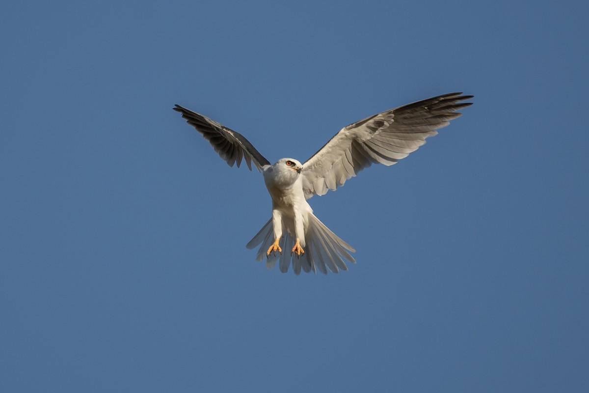 White-tailed Kite - ML580462541