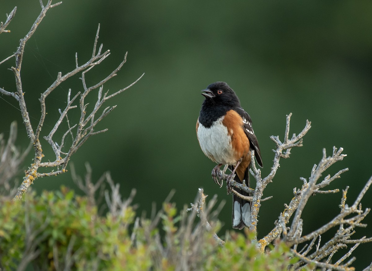 Spotted Towhee - Anshuman Mishra