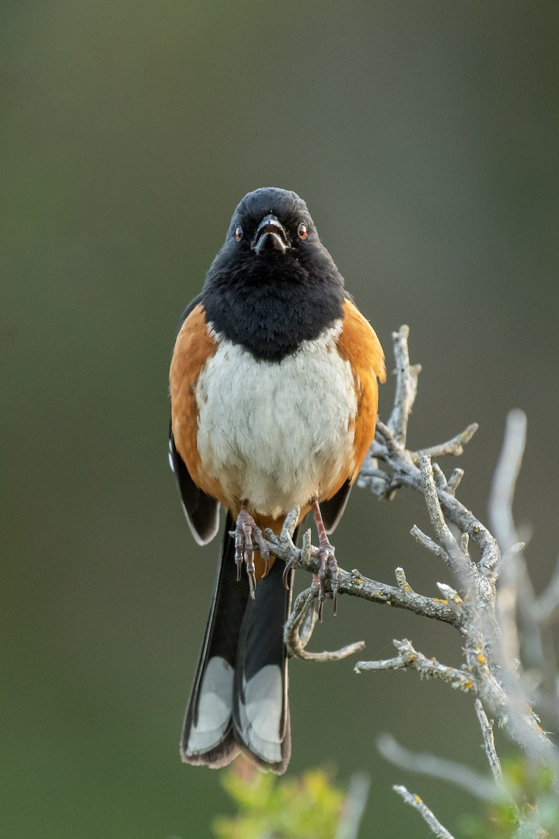 Spotted Towhee - ML580463711