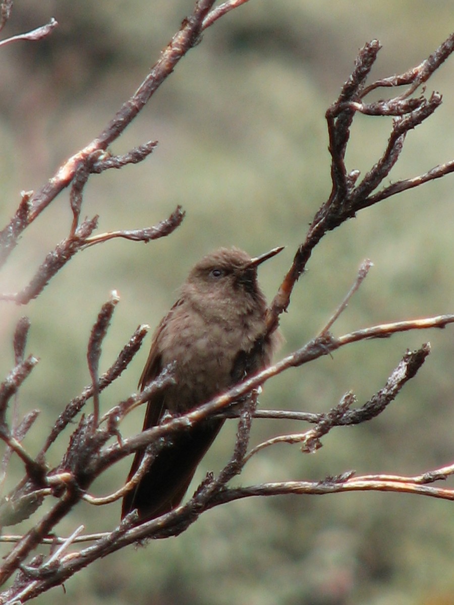 Olivaceous Thornbill - ML580468081