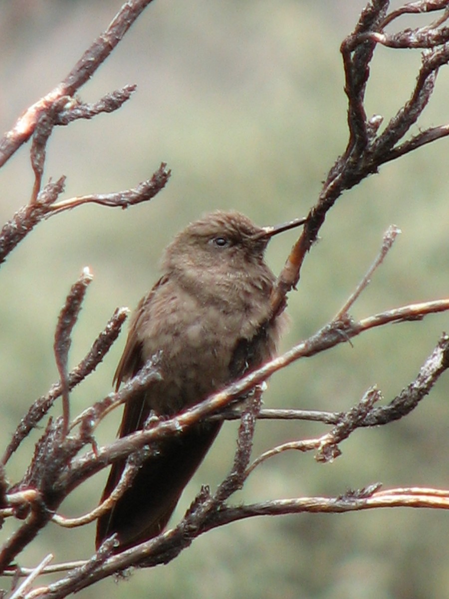 Olivaceous Thornbill - ML580468091