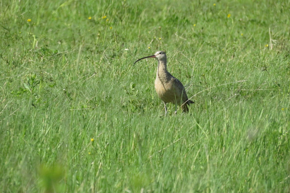 Long-billed Curlew - ML580468861
