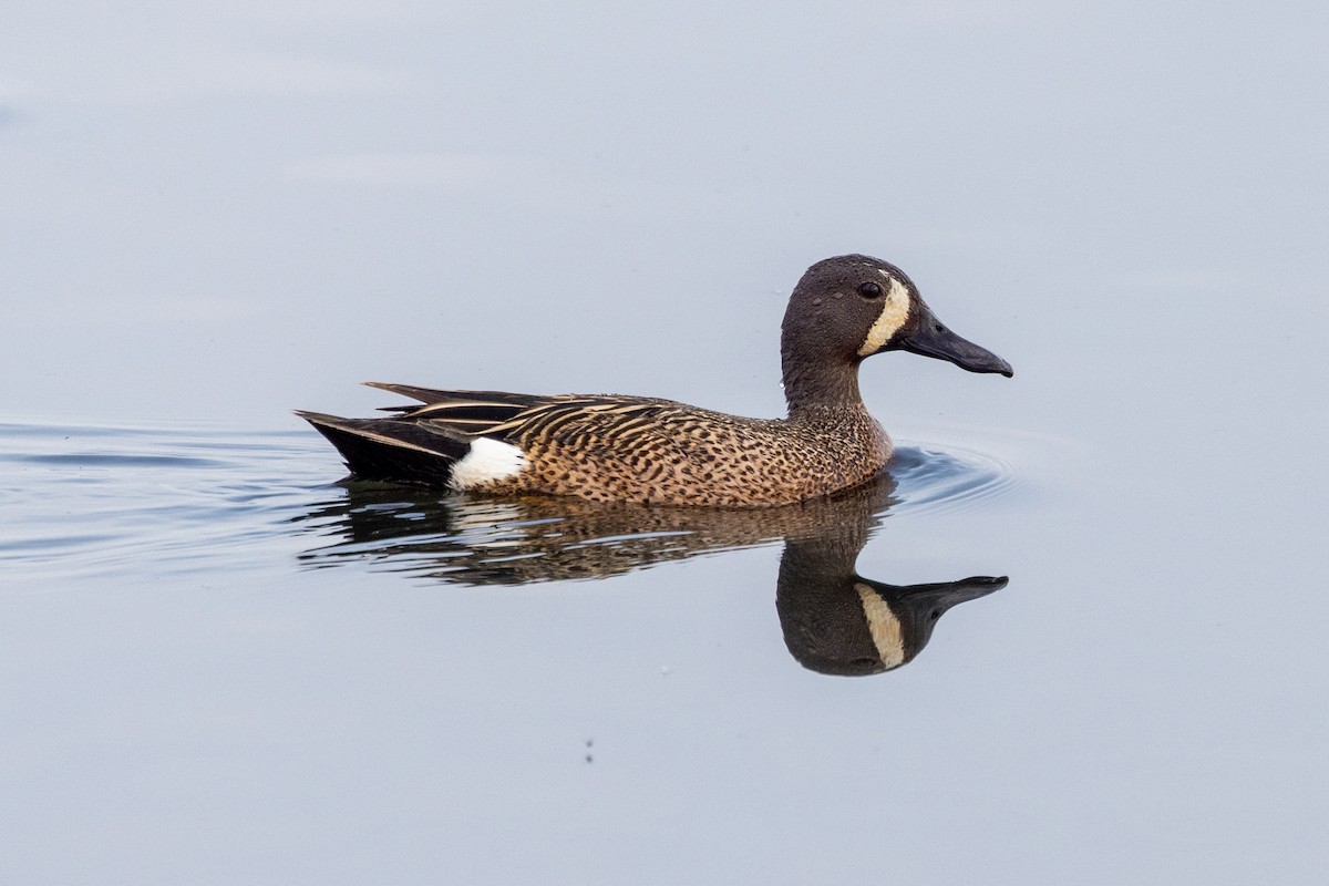 Blue-winged Teal - ML580471551