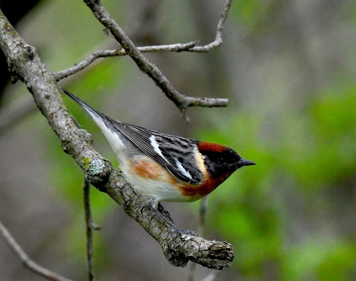 Braunkehl-Waldsänger - ML580472131
