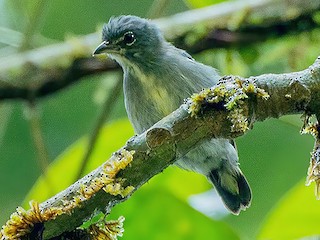 Spectacled Flowerpecker - Dicaeum dayakorum - Birds of the World