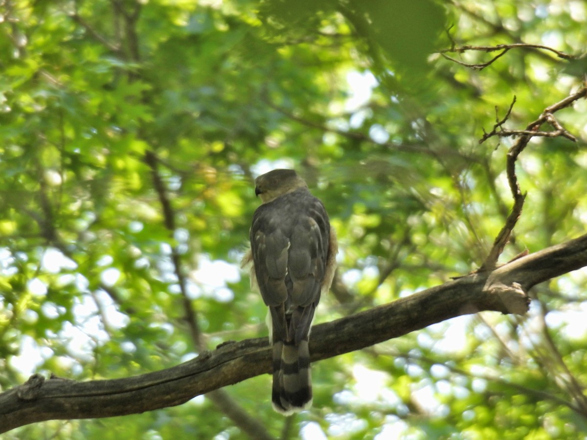 New York Breeding Bird Atlas Checklist - 2 Jun 2023 - Rocky Point State ...