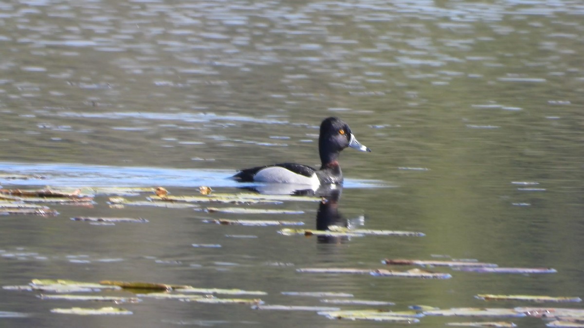 Ring-necked Duck - ML580480411