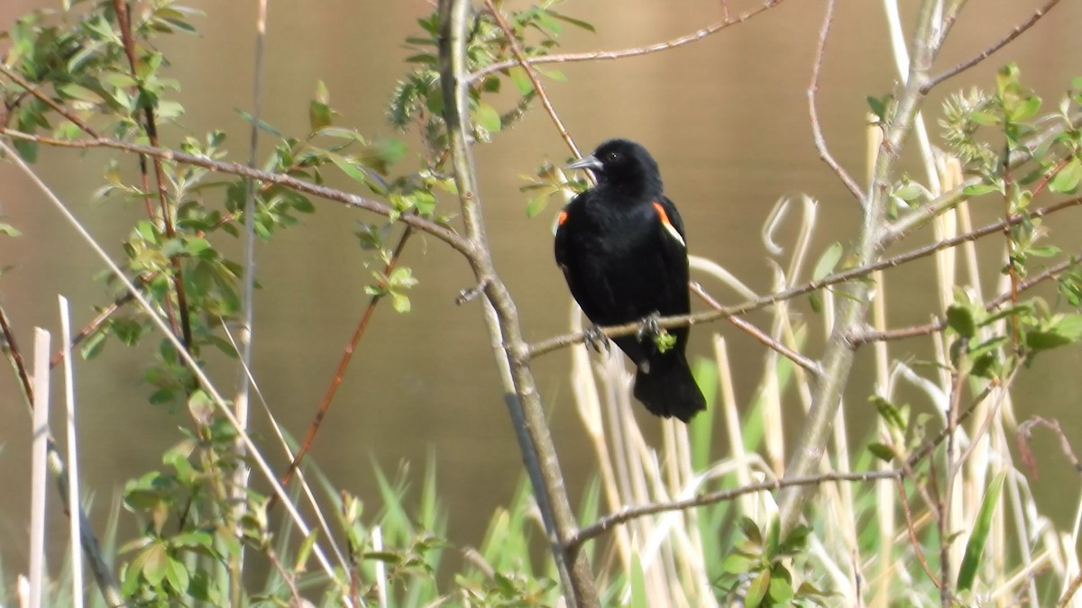 Red-winged Blackbird - ML580481041