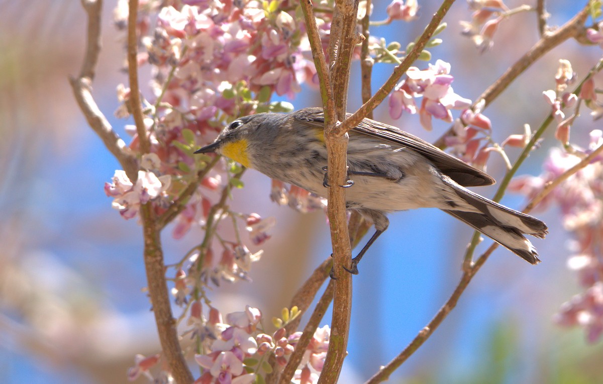 Yellow-rumped Warbler (Audubon's) - ML580482821