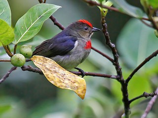  - Red-capped Flowerpecker