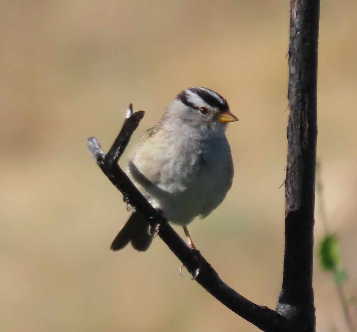 White-crowned Sparrow - ML580485531