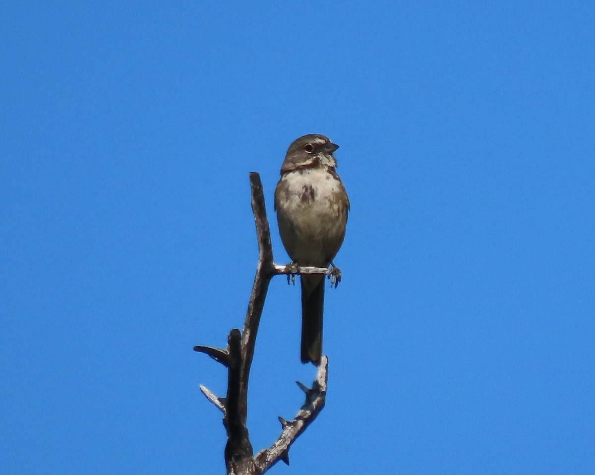 Bell's Sparrow - ML580485601