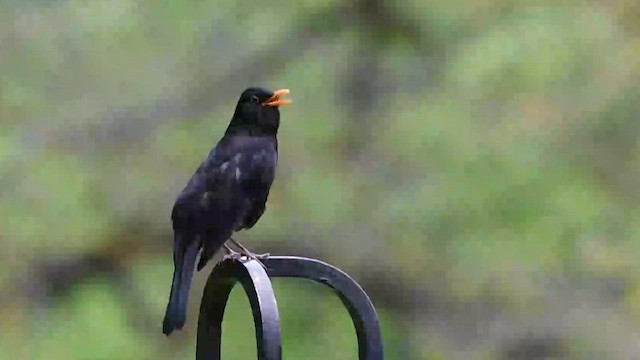 Eurasian Blackbird - ML580488551