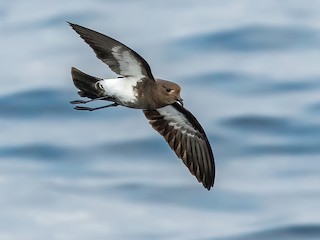  - Black-bellied Storm-Petrel