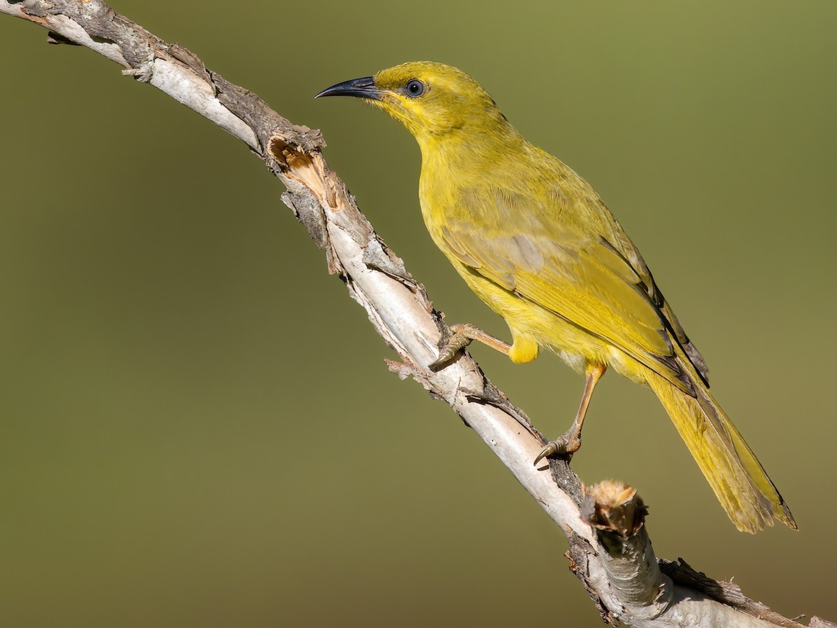 Yellow Honeyeater - Stomiopera flava - Birds of the World