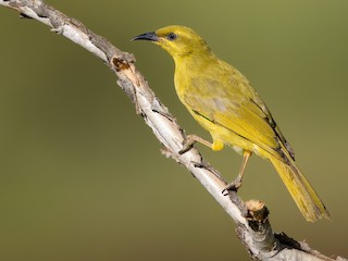  - Yellow Honeyeater