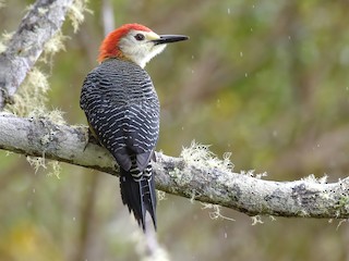  - Jamaican Woodpecker