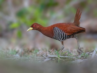  - Andaman Crake