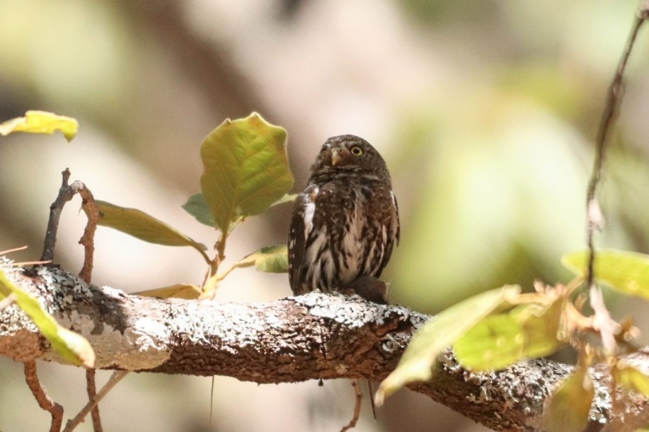 Northern Pygmy-Owl (Mountain) - ML580495011