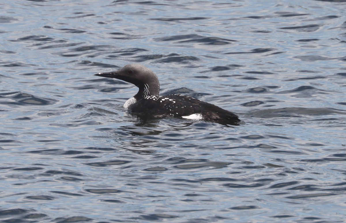 eBird Checklist - 2 Jun 2023 - Big Johnson Reservoir & Bluestem Prairie ...