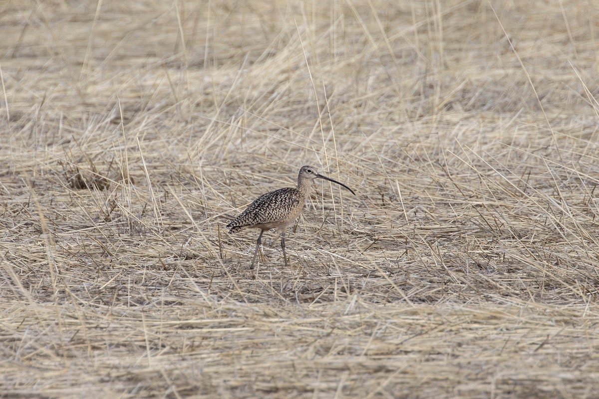 Long-billed Curlew - ML580495991